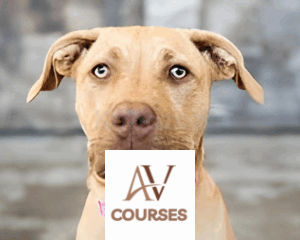 Integrating Animal Photography into your Business By Norah Levine