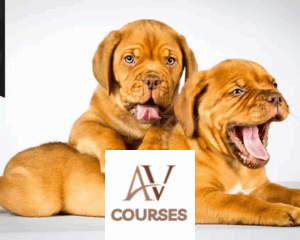 How to Photograph Pets in the Studio By Carli Davidson