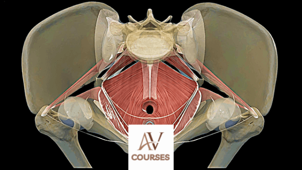 Buffy Owens - Pelvic Power & Sacred Sacrum (Feldenkrais)