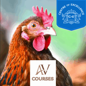 Centre of Excellence - Chicken Keeping Diploma Course