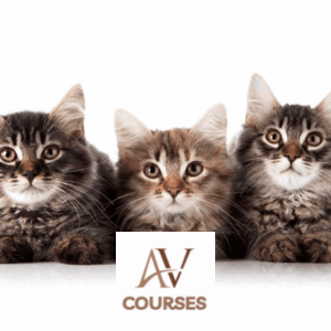 Centre of Excellence - Feline Behaviour and Psychology Diploma Course