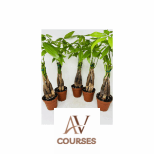 Wifi Money Plant - Complete Bundle