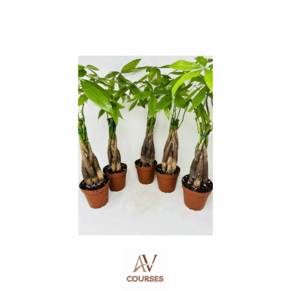 Wifi Money Plant - Complete Bundle